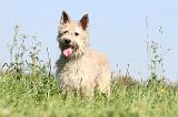 BOUVIER DES ARDENNES 114